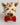 Dolce & Gabbana Gold Brass Resin Beige Dog Pet Accessory Ring